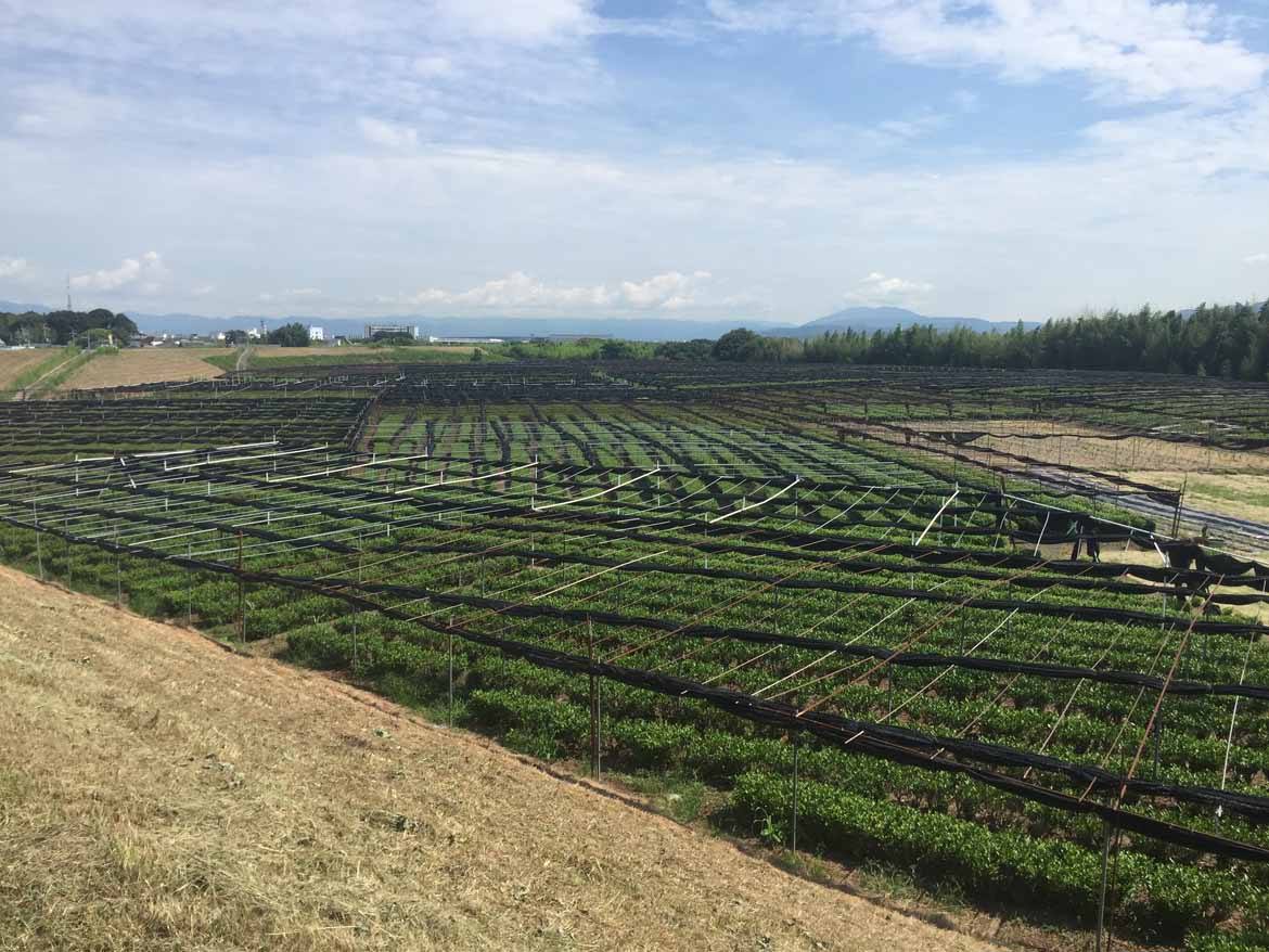 Uji tea fields