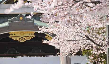 Cherry blossom