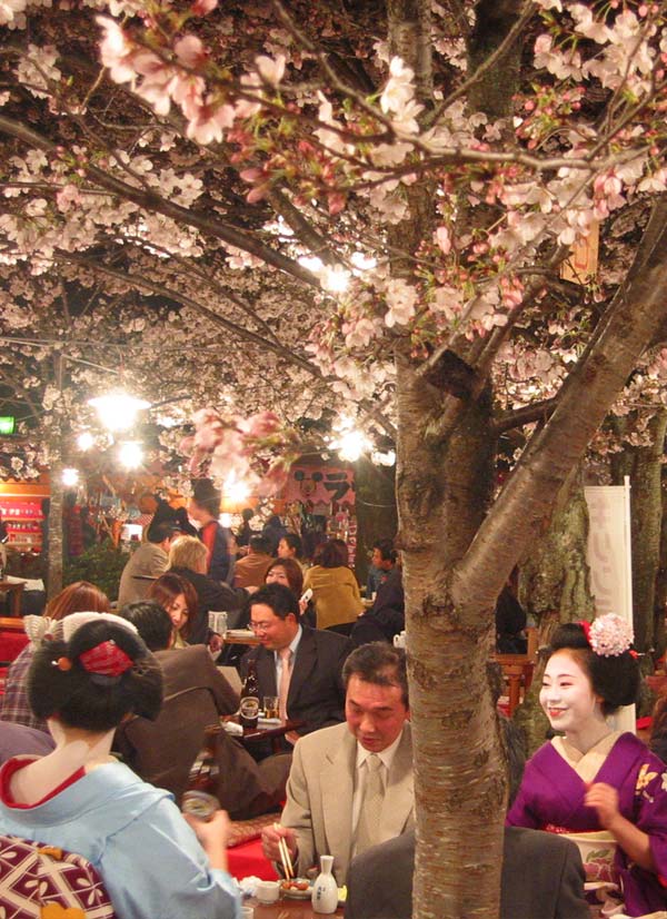 <p>If you are lucky enough to be in Japan during cherry blossom season, it is de rigueur to head out into the local parks and gardens, bring a selection of picnic food and drinks and join the locals for a <em>hanami</em> - or"flower-viewing".</p>

<p>Typical <em>hanami </em>spots include city parks, landscape gardens, castle grounds and along riverbanks, and you'll find all of these areas buzzing with people throughout the <em>sakura </em>season. The blossom usually only hangs around for a couple of weeks - so you only have a brief window in which to enjoy the trees in full bloom. So popular are these parties that some companies will pay a member of staff to sit in the park all day, saving a spot for the office <em>hanami </em>in the evening!</p>

<p><em>Hanami </em>can be conducted in the daytime sun or in the evening. Both are lovely, but we particularly enjoy the blossoms at dusk when lanterns hang in the trees, turning the canopy a glowing pink. You might also be lucky enough to spot a geisha or two entertaining clients under the trees!</p>
