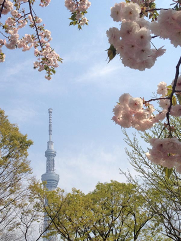 <p>The tradition of <em>hanami</em> has a history stretching back over many centuries, thought to have begun during the Nara Period (710-794), so by getting involved you will be joining in one of Japan's best-loved and most time-honoured rituals.</p>
<p>Though the term <em>hanami</em> has been used almost exclusively to refer to cherry blossom-viewing parties since the Heian Period (794-1185), historically the Japanese held <em>hanami</em> parties beneath wisteria and plum blossom too. Some older Japanese still gather to view the plum blossom (<em>ume</em>) today, as a more sedate alternative to the sometimes raucous <em>hanami</em> gatherings.</p>
<p>In ancient Japan, cherry blossom had great importance because it announced the rice-planting season and was used to divine the year's harvest. Its fleeting beauty, moreover, was celebrated as a metaphor for life itself - and it was praised in numerous poems of the era. </p>
<p>Such was its significance that the Japanese believed the <em>sakura</em> trees contained spirits, and made offerings to them with rice wine. This grew into the tradition of the <em>hanami</em> party - a celebration of feasting, drinking and making merry that is thought to have begun in the Imperial court of Emperor Saga and gradually filtered down through the samurai classes to become a tradition beloved by all echelons of society.</p>
