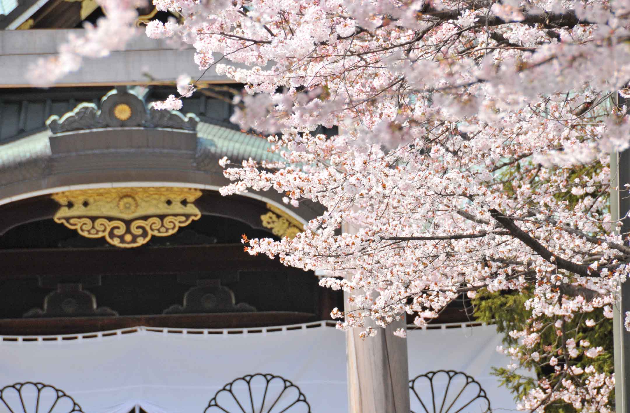 Cherry blossom Japanese Culture Inside Japan Tours