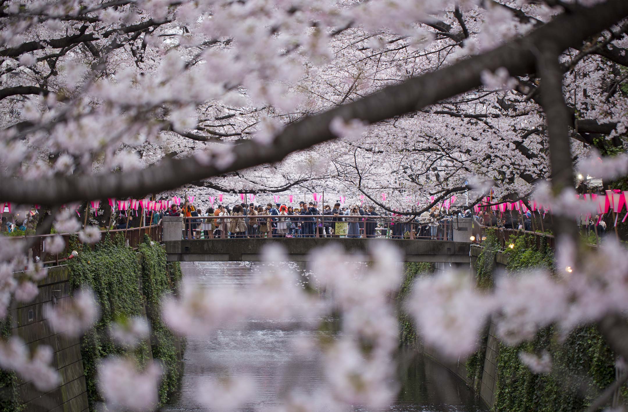 What Does A Cherry Blossom Tree Symbolize Images - Symbol ...