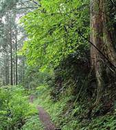 Mount Koya