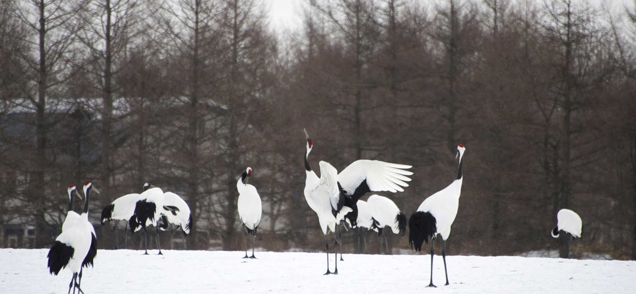 Tsurui, Hokkaido Inside Japan Tours