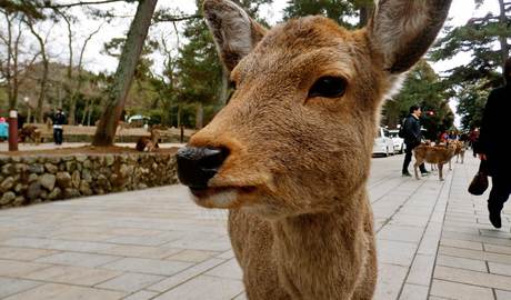 Nara Gallery