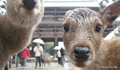 Nara Gallery