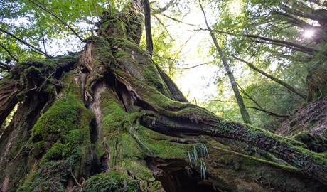 Yakushima Gallery