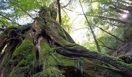 Yakushima Gallery