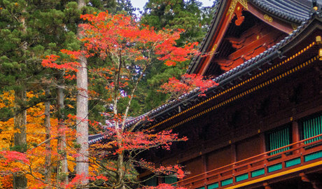 Nikko Gallery