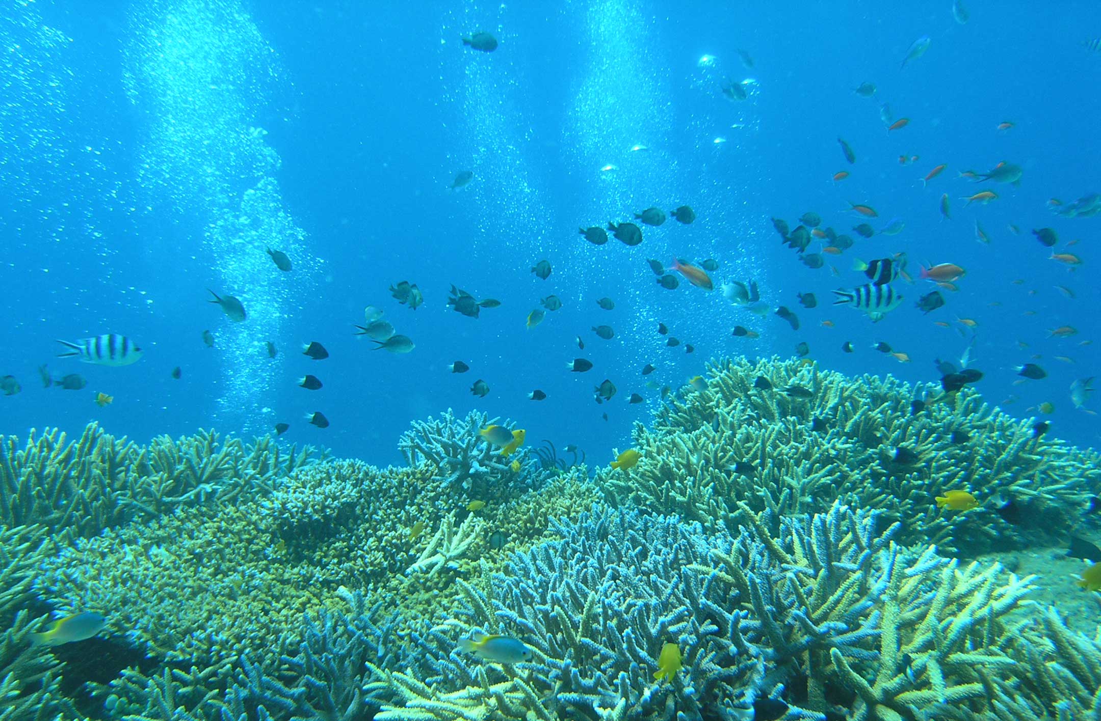 Diving Inside Japan Tours