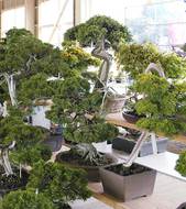 Bonsai Image