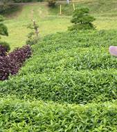 Tea plantation Image
