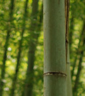 Shinrin-yoku