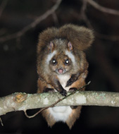 Flying Squirrels Night Time Tour