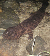 Japanese Giant Salamanders Conservation