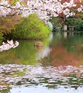 Insider Experience: Secret garden tour of Kyoto 