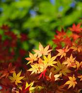 Momiji autumn leaves
