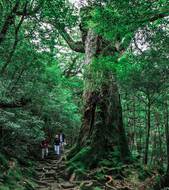 Kumano Kodo Four-Night Module (Intermediate Hiking)
