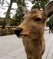 Optional day trip to Nara