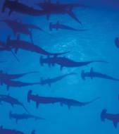 Hammerhead sharks Image