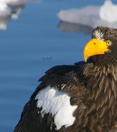 Steller's sea eagles  Image