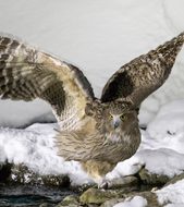 Blakiston's fish owl Image