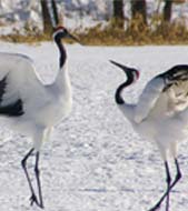 Red-crowned cranes Image