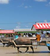 Water buffalo   Image