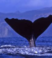 Whale watching Image
