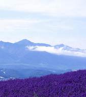 Biei's lavender fields  Image
