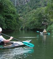 Kayaking through the mangroves  
