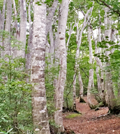 Shin-Etsu Trail hiking Image