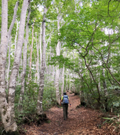 Shin-Etsu Trail Three-Night Module (Intermediate Hiking)