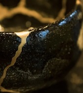 Kintsugi Gold Repair Workshop 