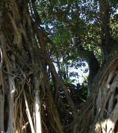 Yakushima's giant cedar trees   Image