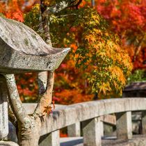 Insider Highlights of Japan Image