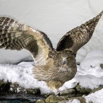 Blakiston's fish owl Image