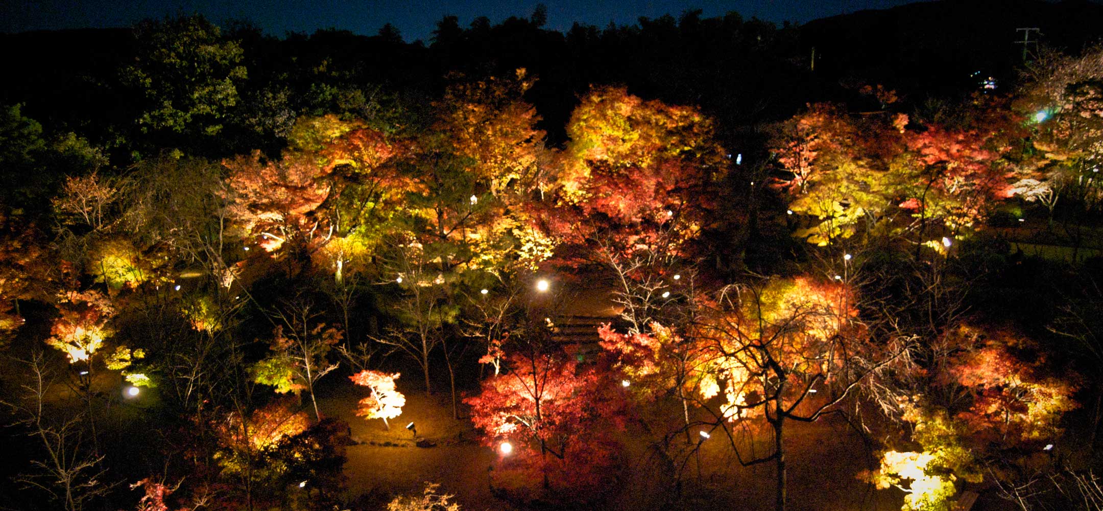 Kyoto lantern illuminations Experience Japan Inside Japan Tours
