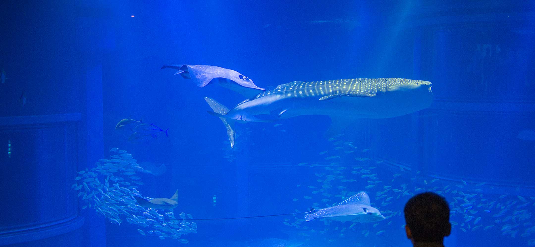 ring of fire aquarium