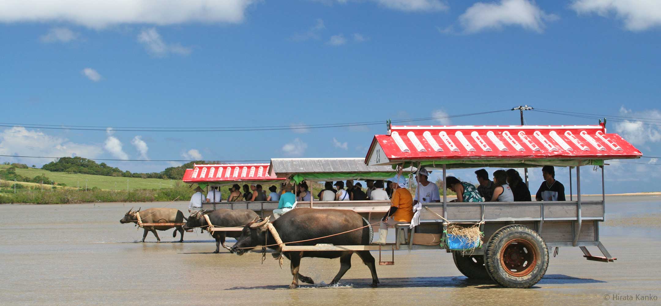 Water buffalo Experience Japan Inside Japan Tours