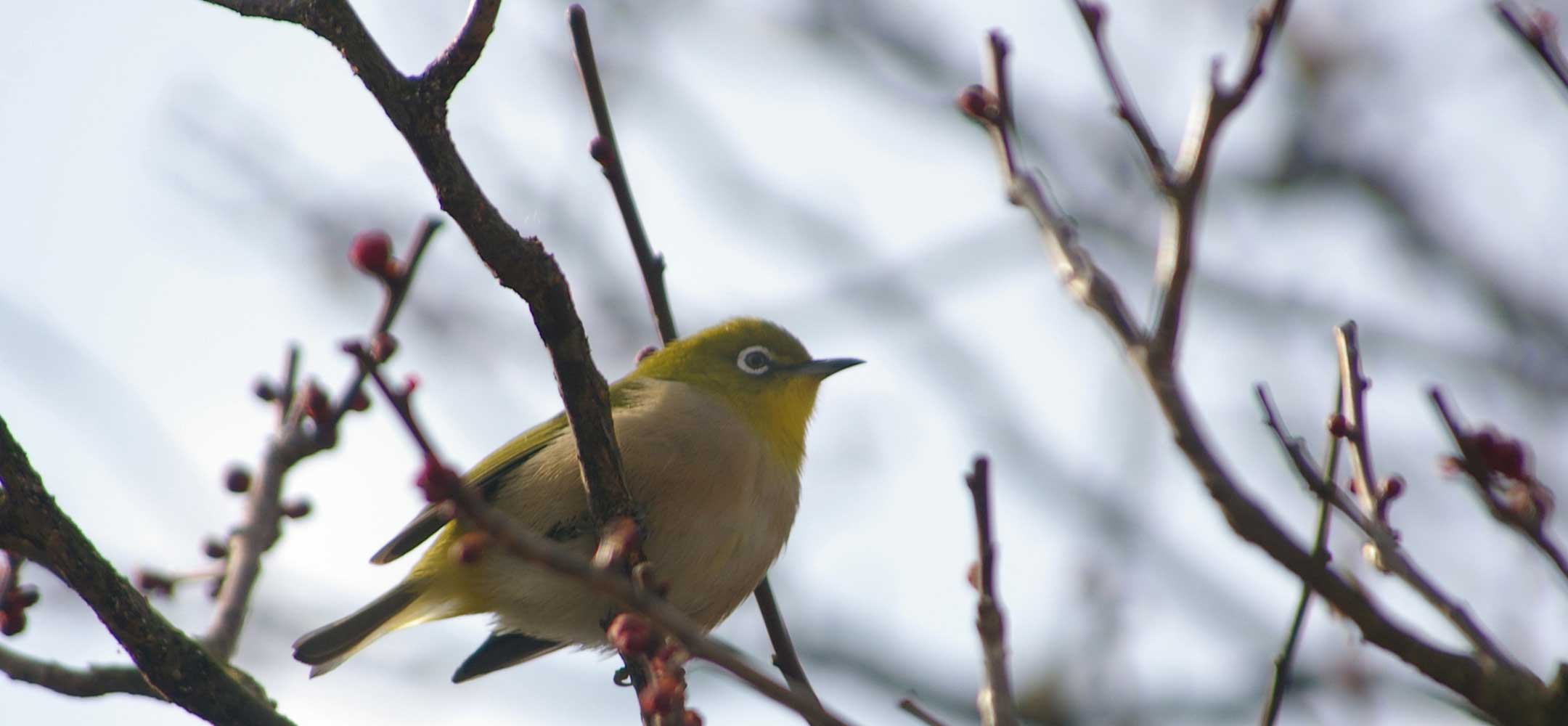 Bird watching near Tokyo Experience Japan Inside Japan Tours
