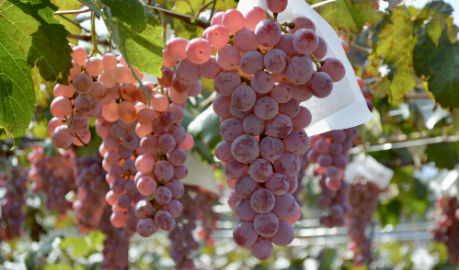 Koshu vineyard tour & wine tasting