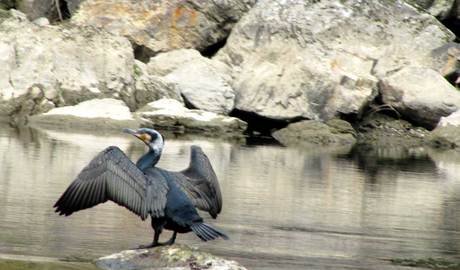 Cormorant fishing