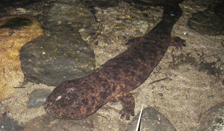 Japanese Giant Salamanders Conservation