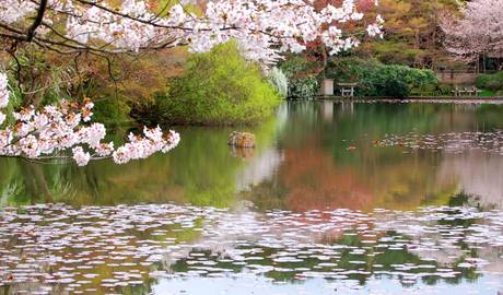 Insider Experience: Secret garden tour of Kyoto 