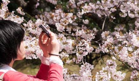 Cherry blossom