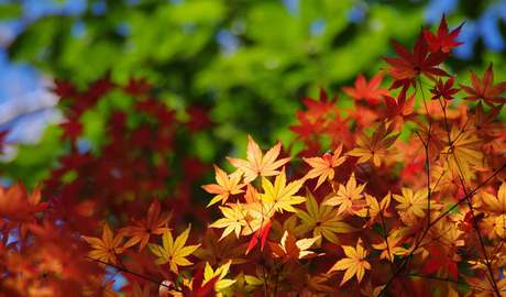 Momiji autumn leaves