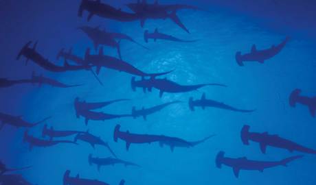 Hammerhead sharks