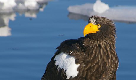 Steller's sea eagles 