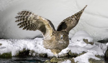 Blakiston's fish owl